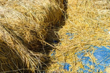 Paddy paket sonra hasat pirinç alan üzerinde.