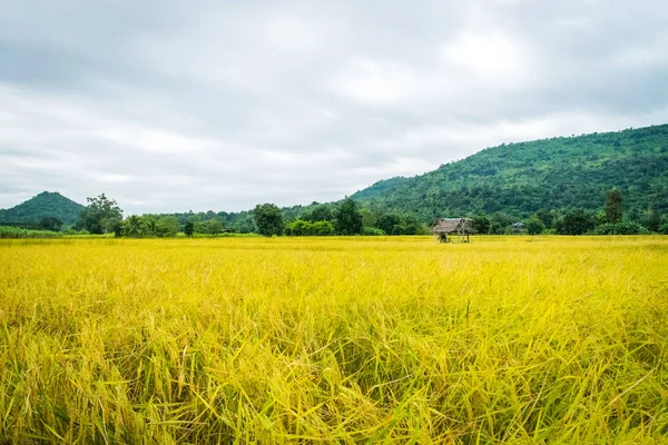 Arroz Ouro Amarelo Com Pequena Casa Campo Tailândia — Fotografia de Stock