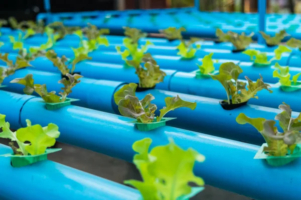 Organik hidroponik sebze yetiştirme çiftliği