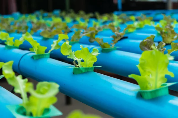 Organik hidroponik sebze yetiştirme çiftliği