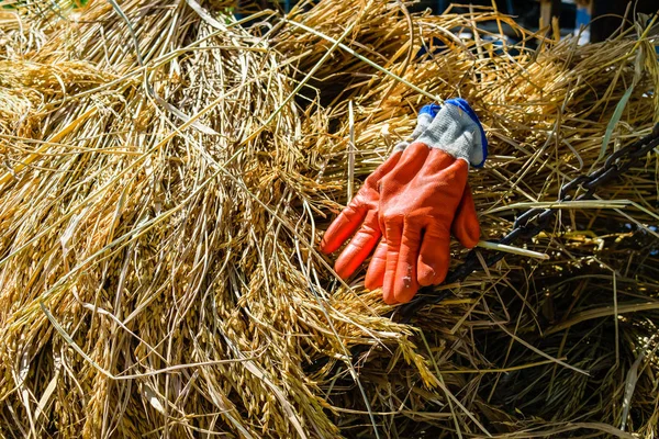 paddy paket sonra hasat pirinç sahada eldiven.