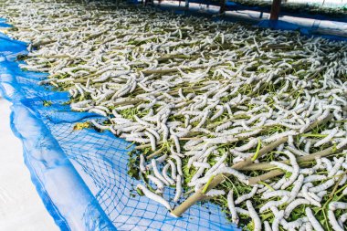 Yaprak dut gruptaki Beyaz ipek solucanı