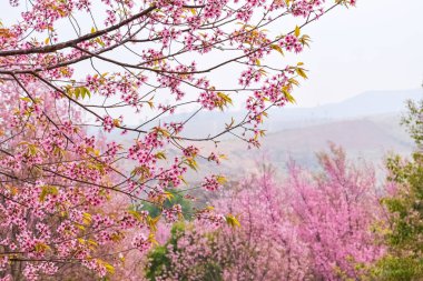 Kiraz çiçekleri veya Sakura çiçek Tayland.