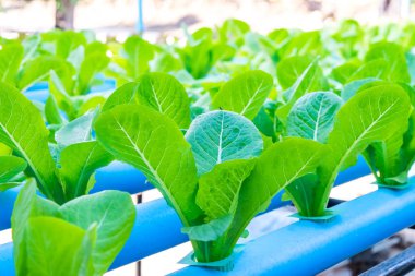 Yeşil çünkü salata marul. Hydroponic tarım.