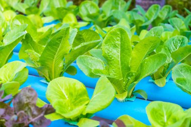 Yeşil çünkü salata marul. Hydroponic tarım.