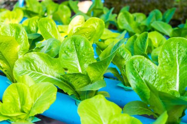 Yeşil çünkü salata marul. Hydroponic tarım.
