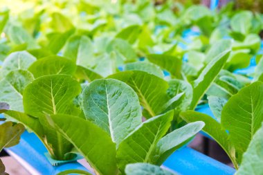 Yeşil çünkü salata marul. Hydroponic tarım.