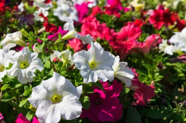 Bahçedeki renkli çiçekler.