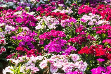 Bahçedeki renkli çiçekler.