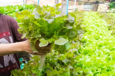 Çiftçinin elini tut Hydroponics sebze Tayland.