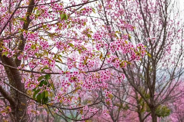 Flores Cerezo Flor Sakura Tailandia — Foto de Stock