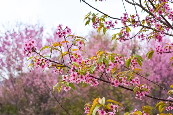 Třešňové Květy Nebo Sakura Květina Thajsku — Stock fotografie