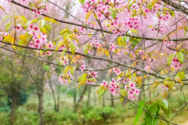 Cherry Blossoms Sakura Flower Thailand — Stock Photo, Image