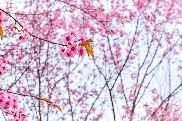 Třešňové Květy Nebo Sakura Květina Thajsku — Stock fotografie