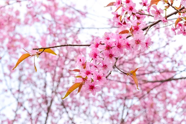 Třešňové Květy Nebo Sakura Květina Thajsku — Stock fotografie