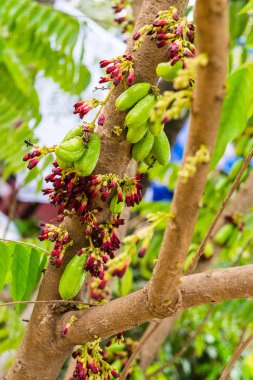 Ağaçta Averrhoa Bilibi meyvesi