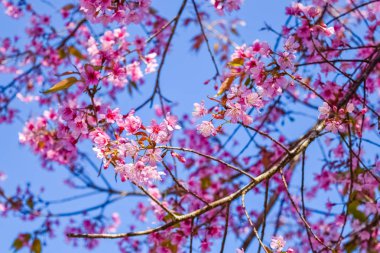 Doğa arka plan üzerinde pembe çiçekler kiraz çiçeği veya sakura çiçek