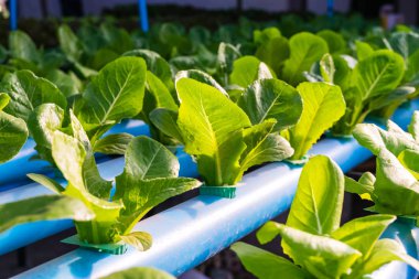 Yeşil çünkü salata marul. Hydroponic tarım.