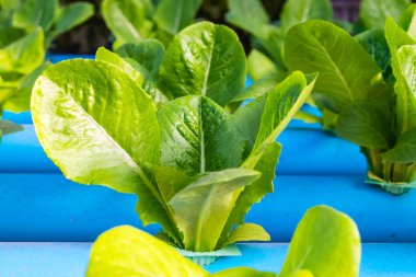 Yeşil çünkü salata marul. Hydroponic tarım.