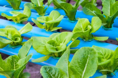 Yeşil çünkü salata marul. Hydroponic tarım.