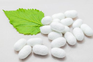 dut yaprağı beyaz arka plan üzerinde beyaz ipek Koza