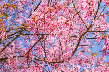 Doğa arka plan üzerinde pembe çiçekler kiraz çiçeği veya sakura çiçek