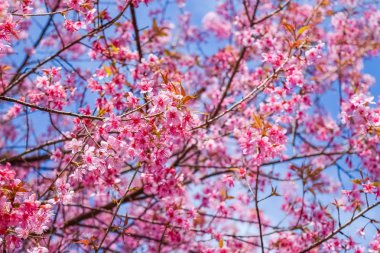 Doğa arka plan üzerinde pembe çiçekler kiraz çiçeği veya sakura çiçek