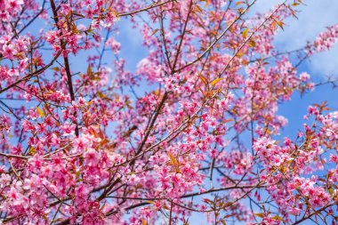 Doğa arka plan üzerinde pembe çiçekler kiraz çiçeği veya sakura çiçek