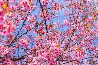 Doğa arka plan üzerinde pembe çiçekler kiraz çiçeği veya sakura çiçek