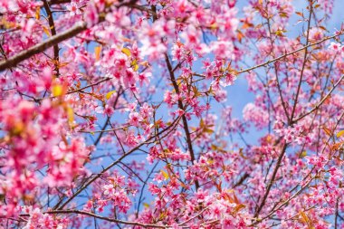 Doğa arka plan üzerinde pembe çiçekler kiraz çiçeği veya sakura çiçek