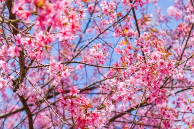 Doğa arka plan üzerinde pembe çiçekler kiraz çiçeği veya sakura çiçek