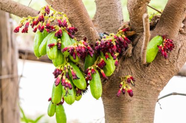 Ağaçta Averrhoa Bilibi meyvesi
