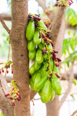 Ağaçta Averrhoa Bilibi meyvesi