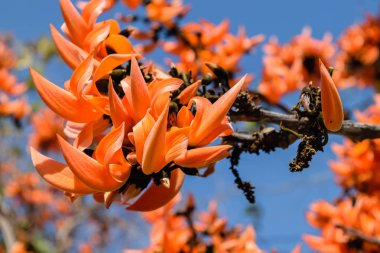 Ağaç üzerinde piç Teak çiçek çiçek. Tayland.