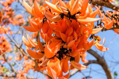 Ağaç üzerinde piç Teak çiçek çiçek. Tayland.
