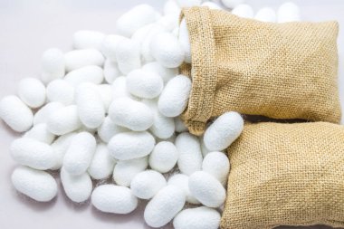 Beyaz zemin üzerine çuval içinde ipek Koza