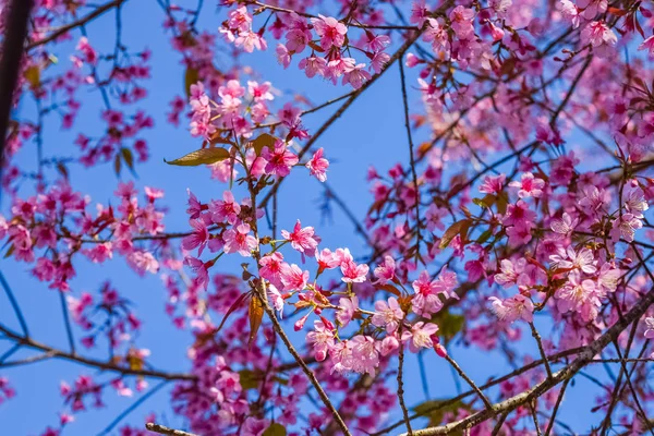 Rosa Blommor Cherry Blossom Eller Sakura Blommor Natur Botten — Stockfoto