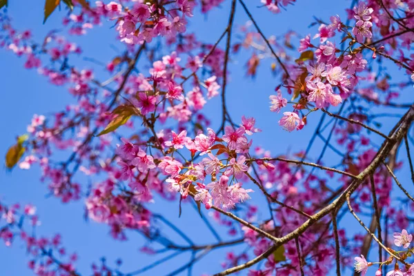 Rosa Blommor Cherry Blossom Eller Sakura Blommor Natur Botten — Stockfoto