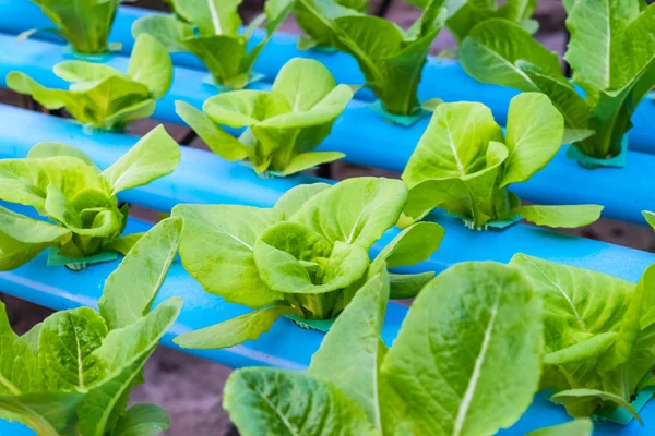 グリーン Cos サラダ レタス 養液栽培 — ストック写真