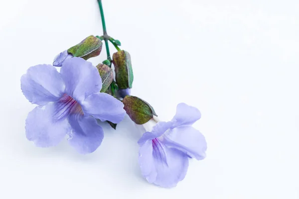 Δάφνη Clockvine Λουλούδι Που Απομονώνονται Λευκό Φόντο — Φωτογραφία Αρχείου
