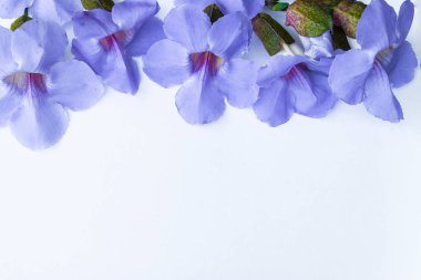 Beyaz arka plan üzerinde izole Laurel clockvine çiçek