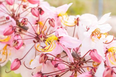 Pembe çiçek isteyen ağaç, pembe duş, cassia bakeriana craib. Tayland.
