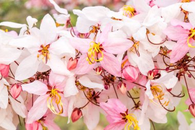 Pembe çiçek isteyen ağaç, pembe duş, cassia bakeriana craib. Tayland.
