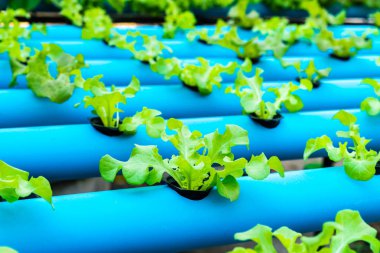 Genç yeşil meşe salata marul. Hydroponic tarım.