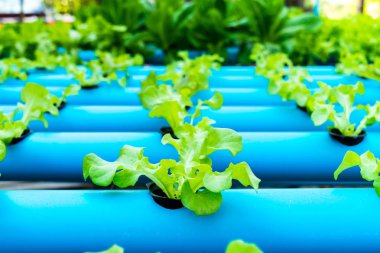 Genç yeşil meşe salata marul. Hydroponic tarım.