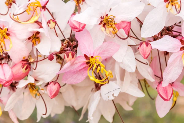 Pembe çiçek isteyen ağaç, pembe duş, cassia bakeriana craib. Tayland.