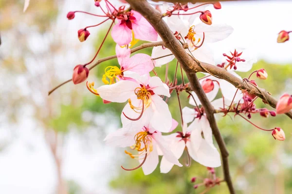 Pembe çiçek isteyen ağaç, pembe duş, cassia bakeriana craib. Tayland.