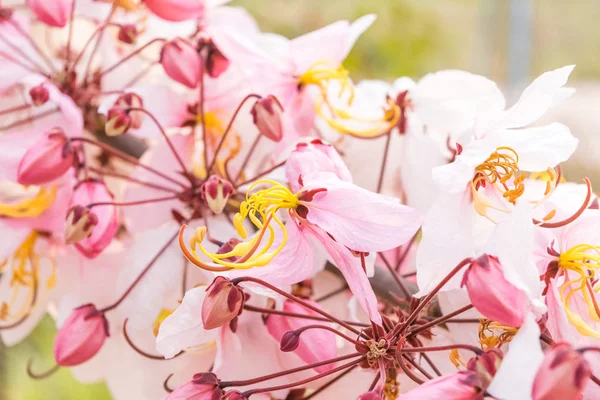 Pembe çiçek isteyen ağaç, pembe duş, cassia bakeriana craib. Tayland.
