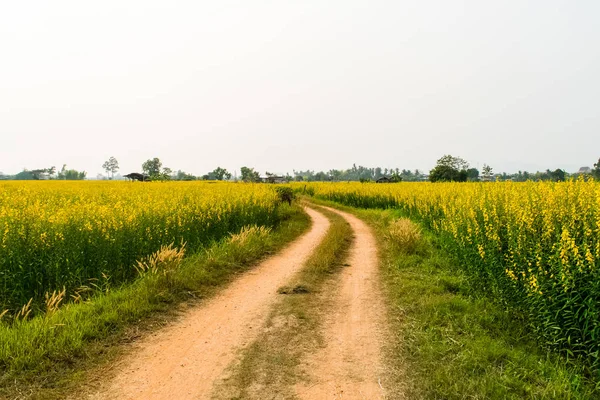 Crotalaria juncea çiçek Tayland sarı alan