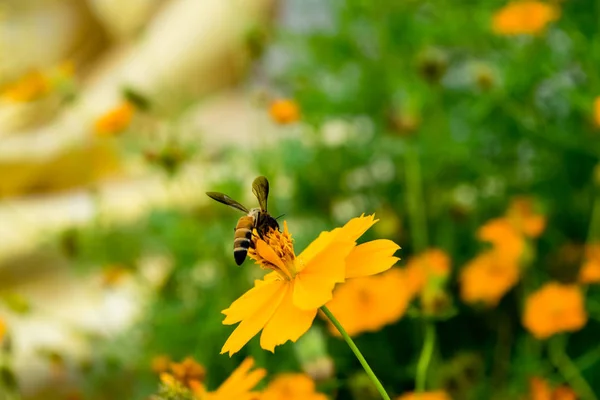 Fiore Cosmo Arancione Con Insetti Api Bellissimo Giardino — Foto Stock